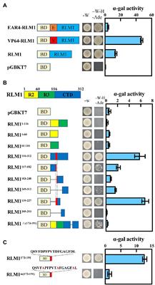 RLM1, Encoding an R2R3 MYB Transcription Factor, Regulates the Development of Secondary Cell Wall in Rice